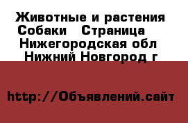 Животные и растения Собаки - Страница 8 . Нижегородская обл.,Нижний Новгород г.